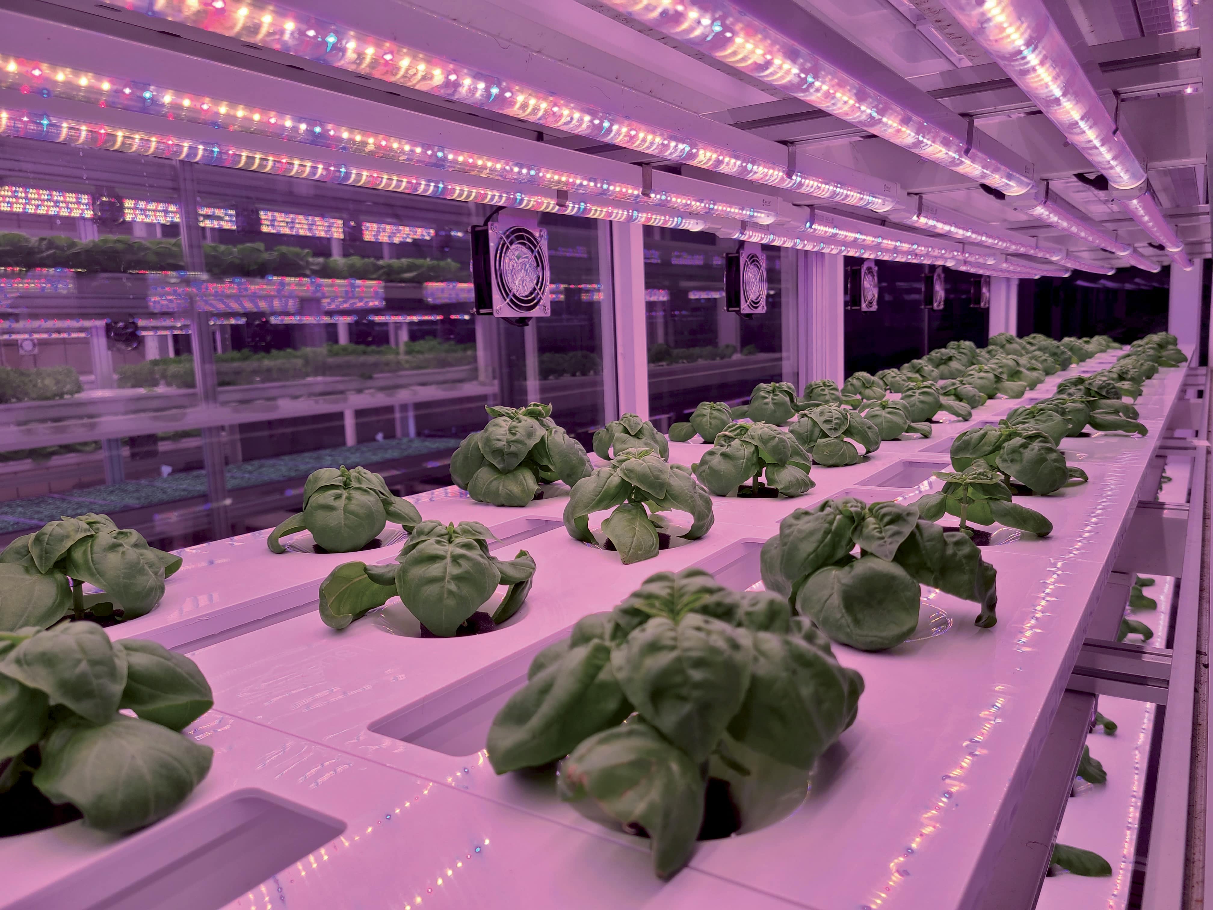 Découvrez notre démarche dédiée au Vertical Farming